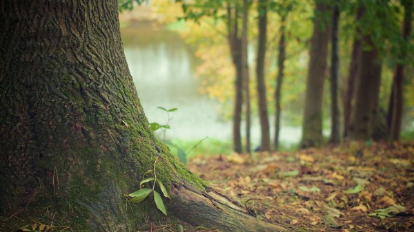 Base of a tree trunk in the forest